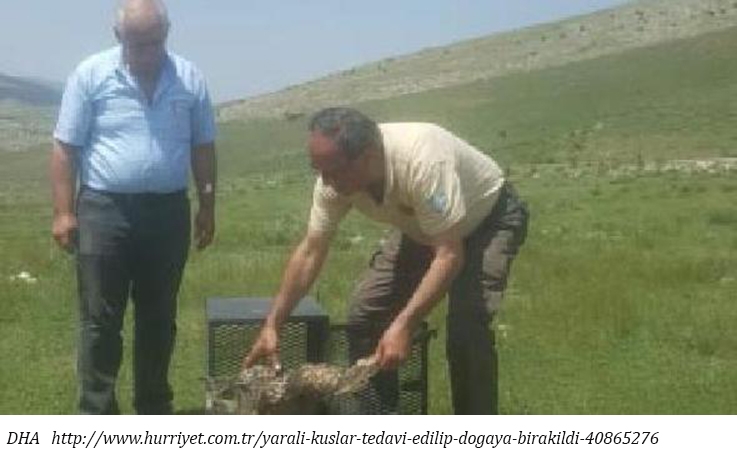yarali-kuslar-tedavi-edilip-dogaya-birakildi