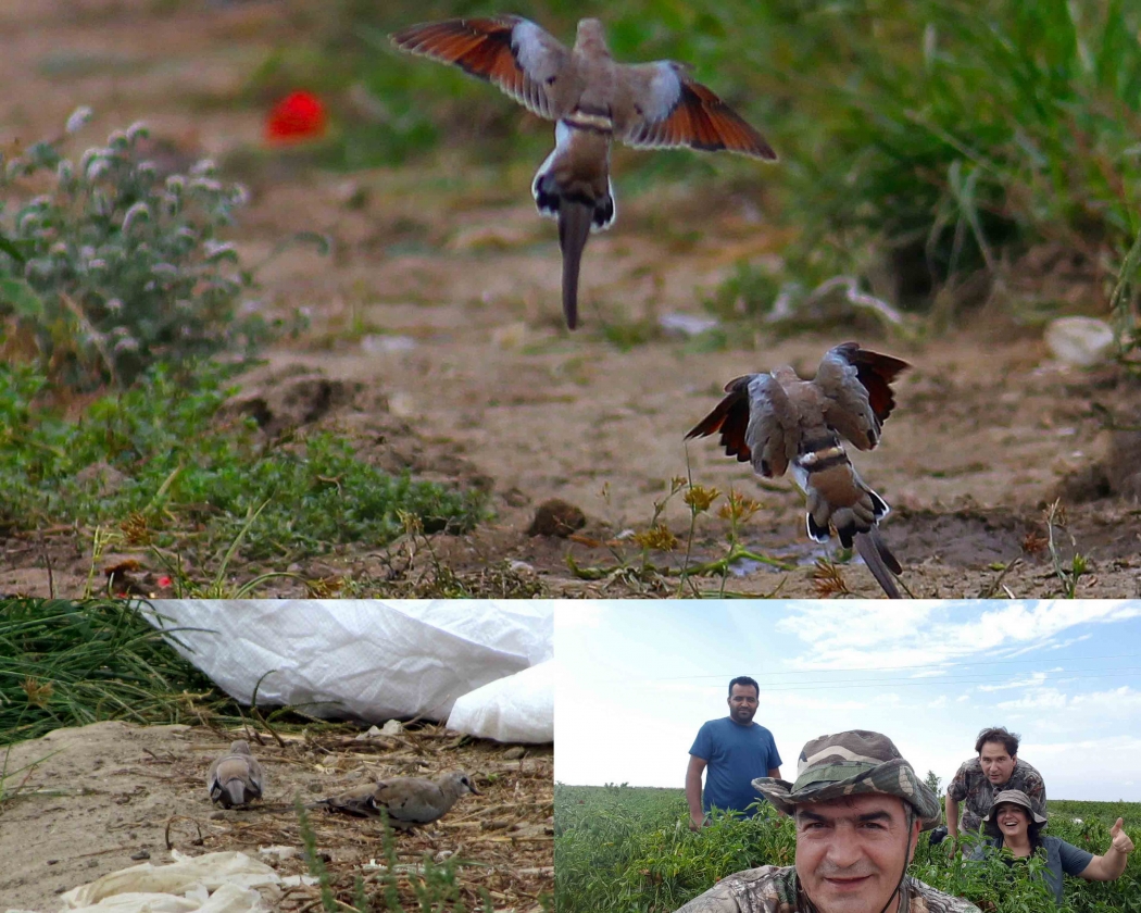 cukurovada-kap-kumrusu-heyecani