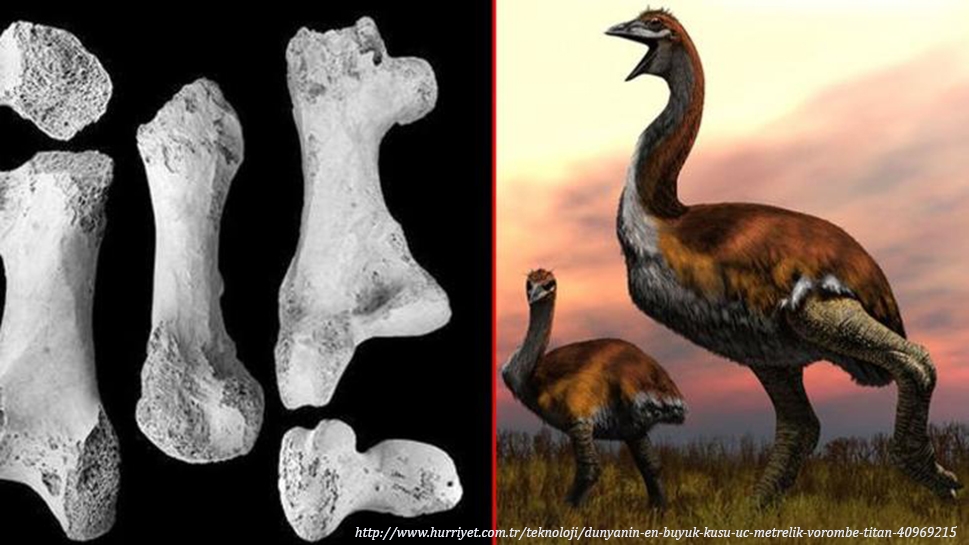 dunyanin-en-buyuk-kusu-uc-metrelik-\`vorombe-titan\`
