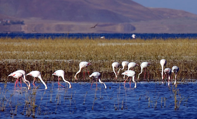 \van-ercek-golu\nde-8\inci-flamingo-festivali\-yapildi