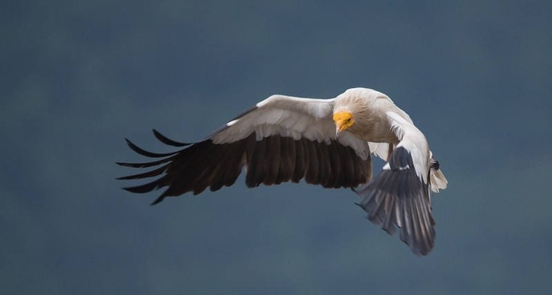 yuz-binden-fazla-yirtici-kus-adanadan-gecti!