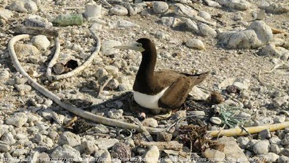 pasifikteki-deniz-kuslari-yuva-yapmak-icin-plastik-kullaniyor