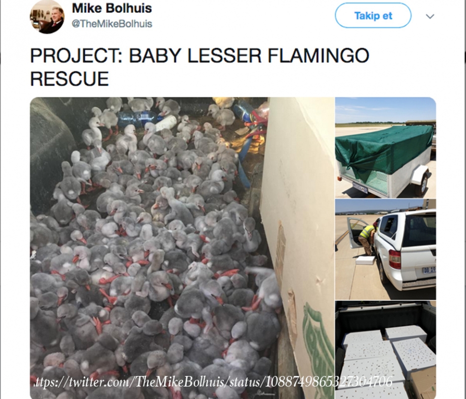 afrika\da-susuz-kalan-kucuk-flamingo-yavrulari-tasindi