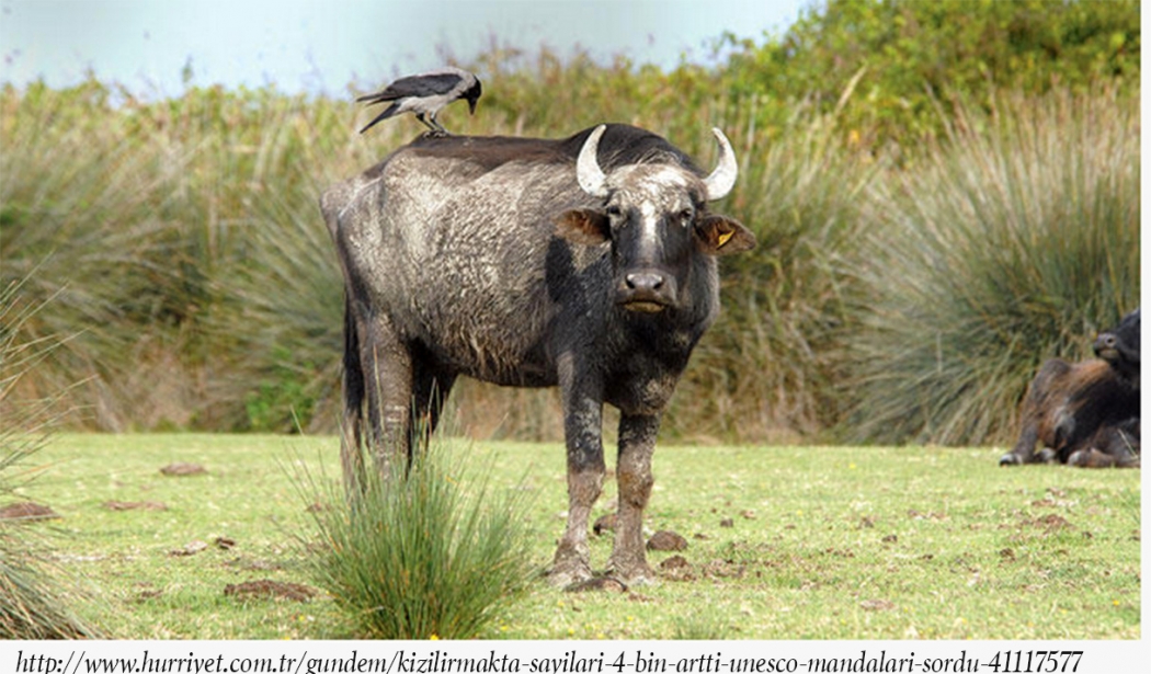 kizilirmak\ta-sayilari-dort-bin-artti-unesco-mandalari-sordu