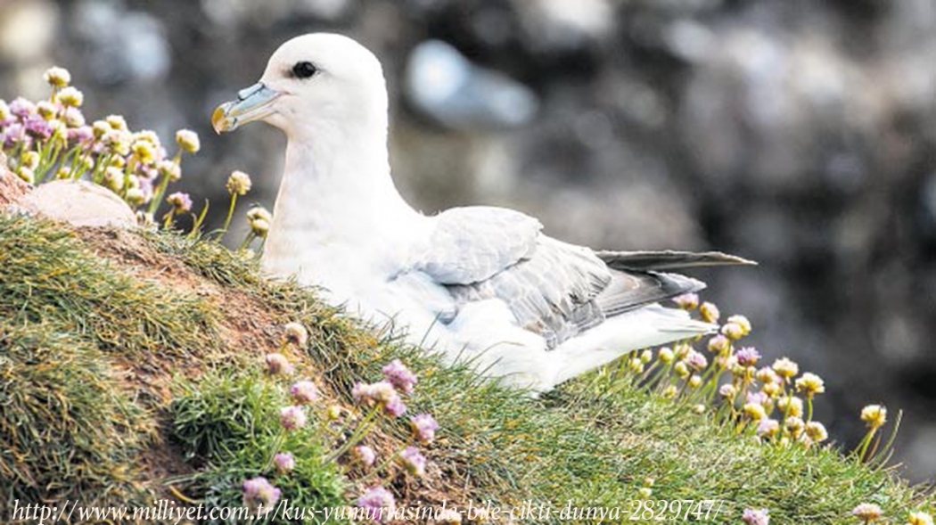 arktika\daki-kus-yumurtasinda-bile-plastik-katki-maddesi-cikti