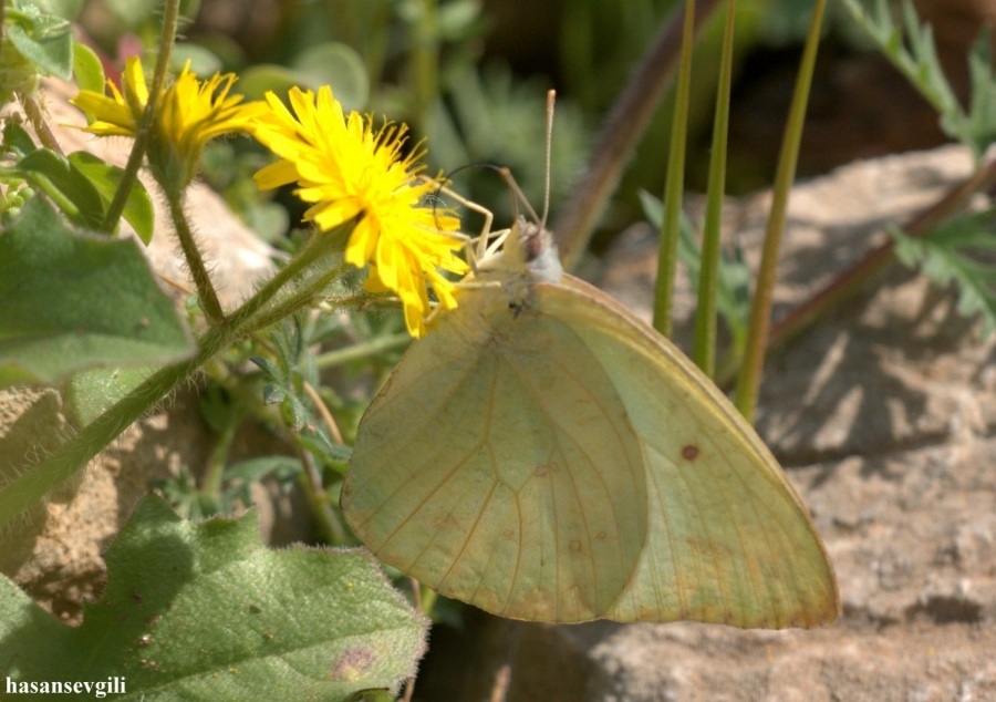 afrika-gocmeni-trakel\de
