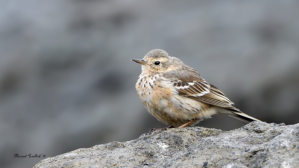 nadir-tur-pasifik-incirkusu-karadeniz\de