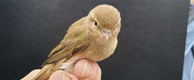 eymir-golune-kuzeyli-misafir