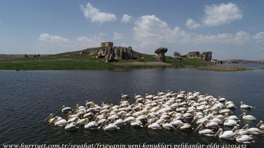 frigya\nin-yeni-konuklari-pelikanlar-oldu