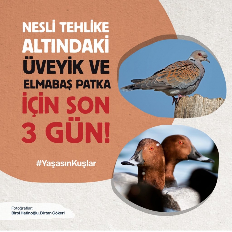 nesli-tehlike-altindaki-kuslar-icin-son-3-gun!