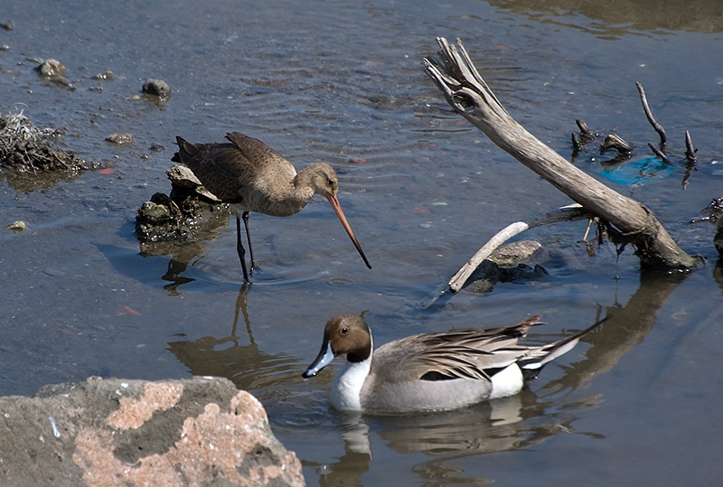 rize-gizliyer-gozlemi-