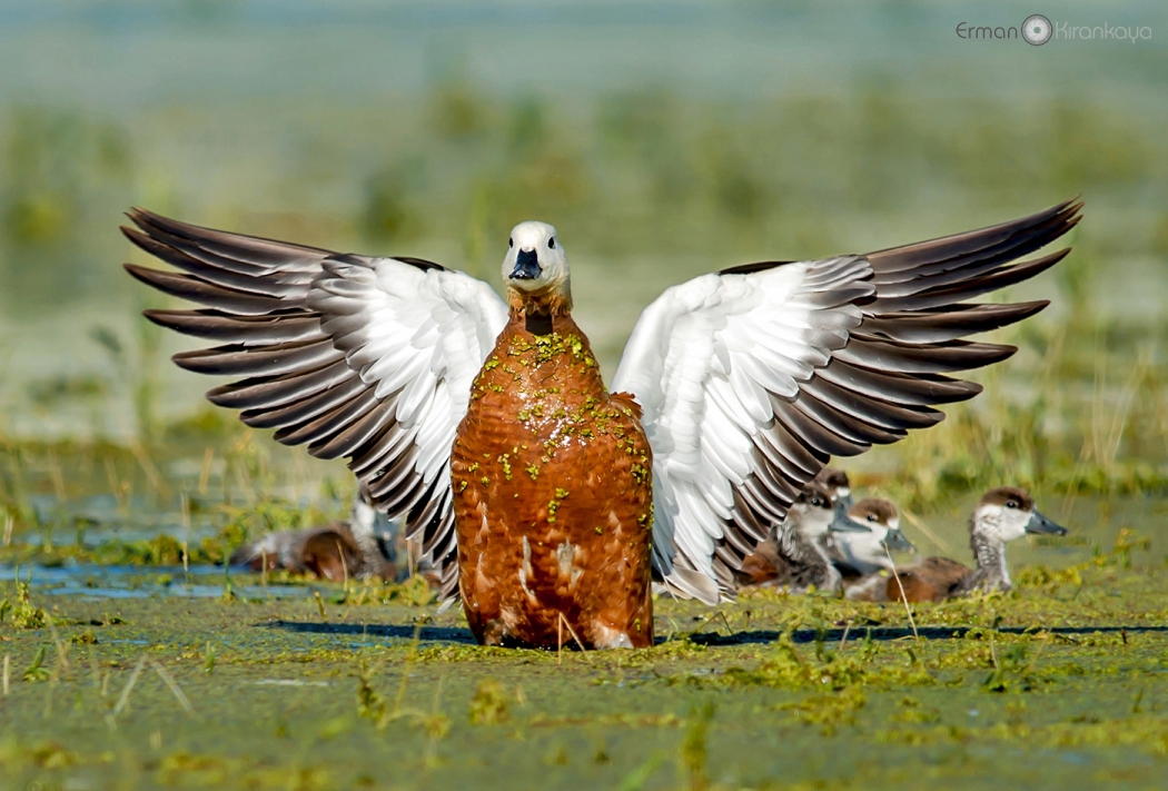 nallihan-kus-cenneti-6--foto-safari-