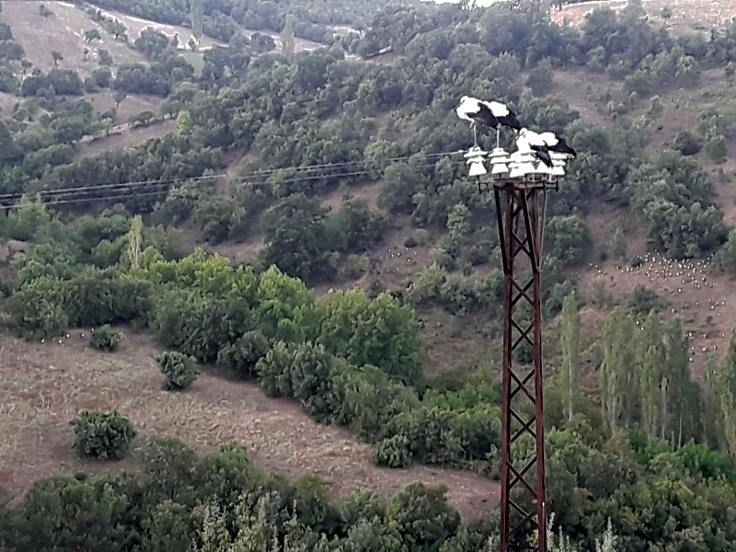 balikesir\de-leylekler-olmesin-diye-12-saat-elektrikler-kesildi