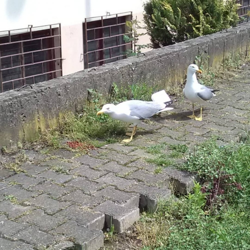 sehirlesme-kucuk-kuslari-yok-ediyor