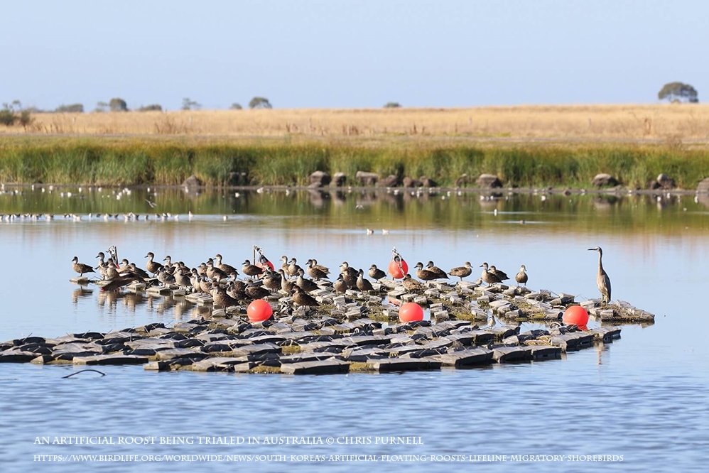 guney-kore\nin-yuzen-yapay-tunekleri-gocmen-kuslar-icin-can-simidi