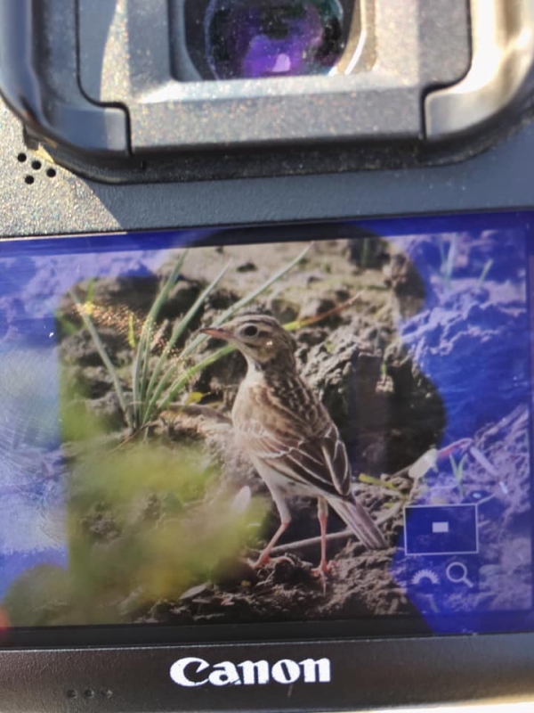 kizilirmak-ta-mogol-incirkusu