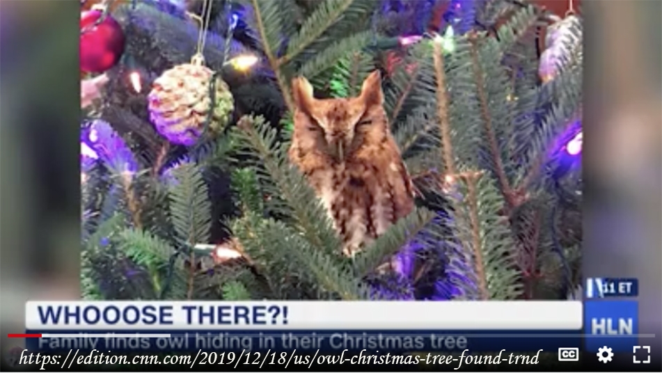 abd\de-bir-aile-yilbasi-agacinda-saklanmis-baykus-buldu