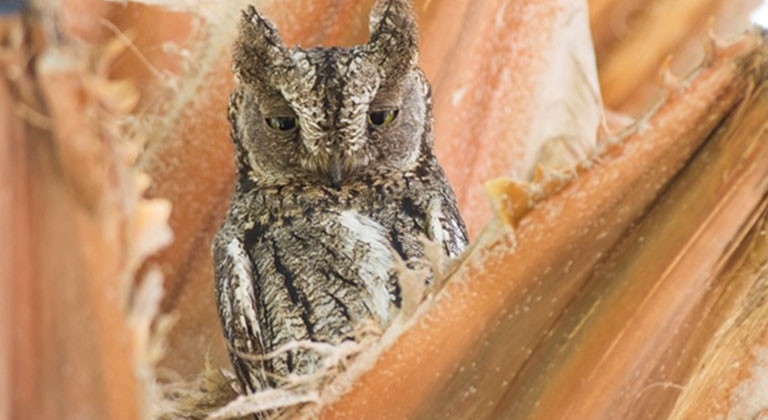 kuskor-sadece-kibrisa-ozgu-yeni-bir-kus-turu-bulundugunu-acikladi