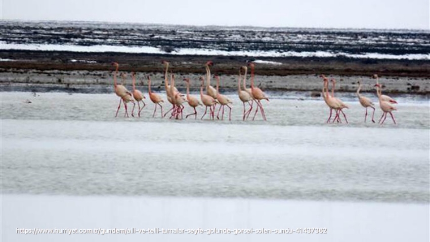 \alli\-ve-\telli\-turnalar-seyfe-golunde-solen-sundu