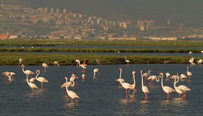 gediz-deltasinda-kuslar-can-verirken-insanlik-ucup-gidiyor