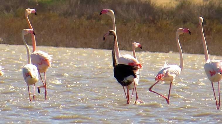 siyah-flamingo-7-yil-aradan-sonra-tekrar-turkiye-de-