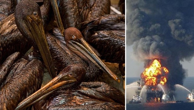 amerika\da-gocmen-kuslari-koruyan-yasa-uzerinde-degisiklik-