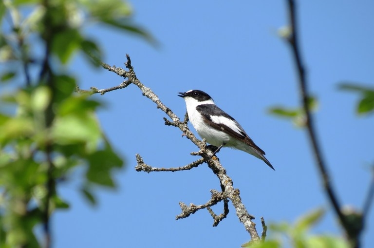sehrin-dogasini-evden-kesfedin-kus-sesleri