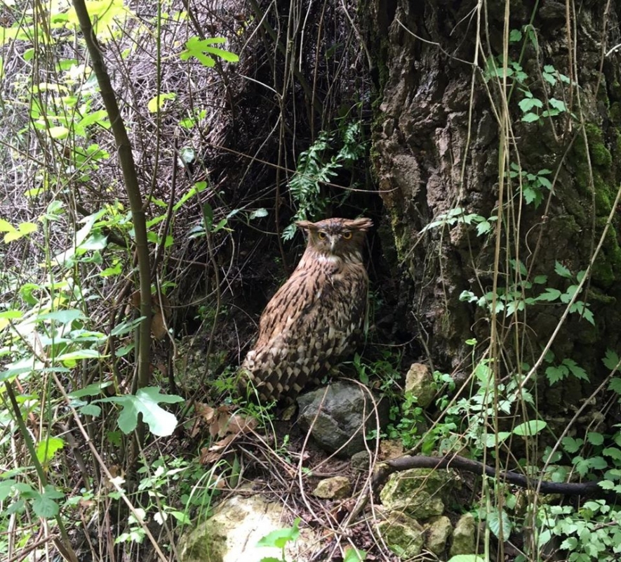 hatay\in-370--kus-turu