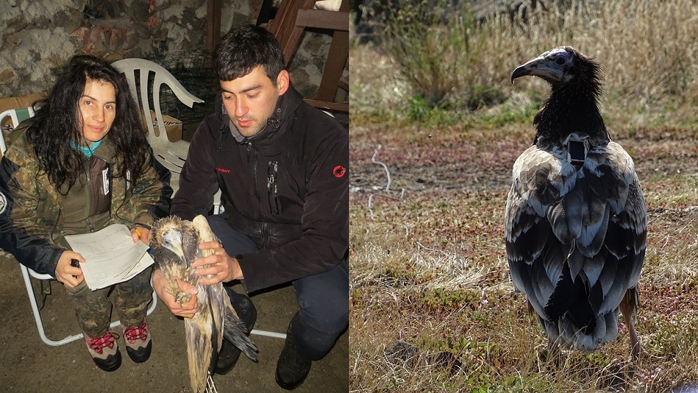 vericili-kucuk-akbaba-polyanin-hikayesi