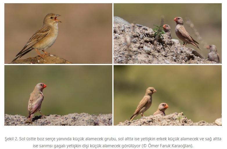 bir-kucuk-mutluluk-hikayesi!