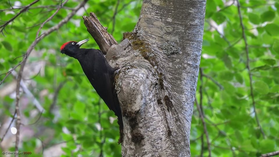 canakkale\nin-kara-agackakanlari