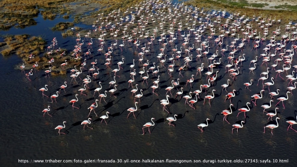 fransada-30-yil-once-halkalanan-flamingonun-son-duragi-turkiye-oldu