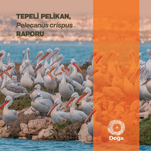 doga-dernegi-tepeli-pelikan-raporu-yayinda