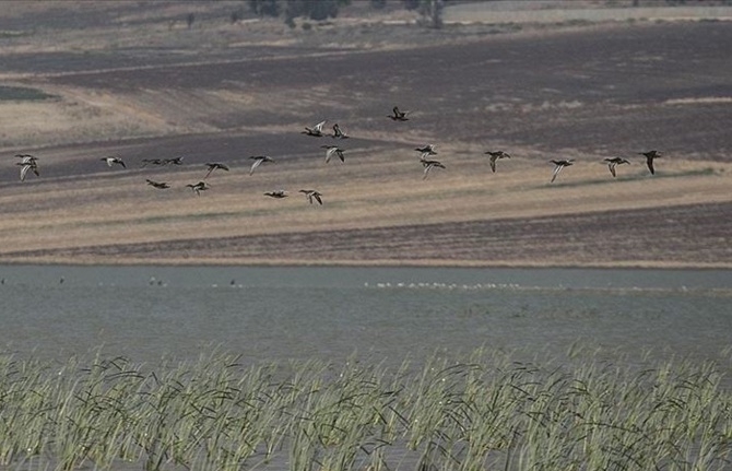 reyhanli-baraji-kus-cenneti\`-olmaya-aday