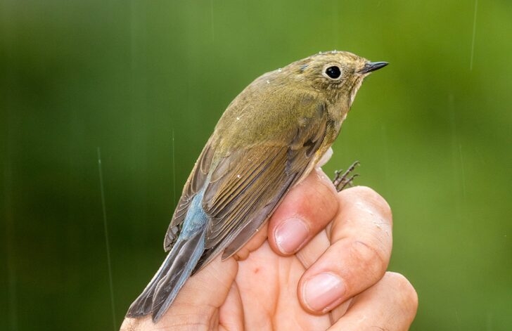 mavi-kuyruklu-bulbul-turkiyede-4uncu-kez-goruldu-