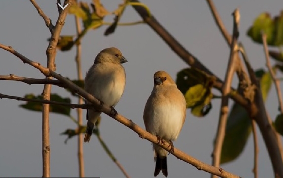 boz-alamecek-in-turkiye-deki-en-bati-kaydi	