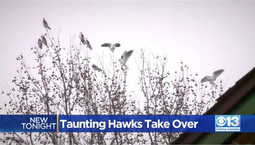 roseville-kaliforniyada-bir-evin-bahcesi-ikinci-yil-yirtici-kuslarca-isgale-ugruyor