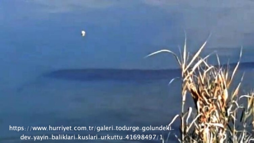 todurge-golu\ndeki-dev-yayin-baliklari-kuslari-urkuttu