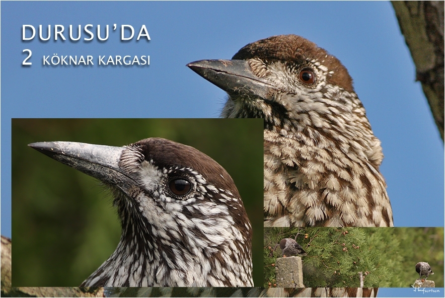 3--koknar-kargasi