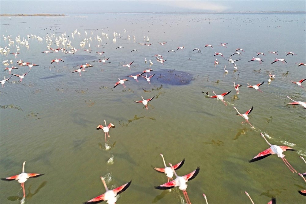 adana\da-gocmen-kuslarin-ugrak-duragi-cukurova-deltasi