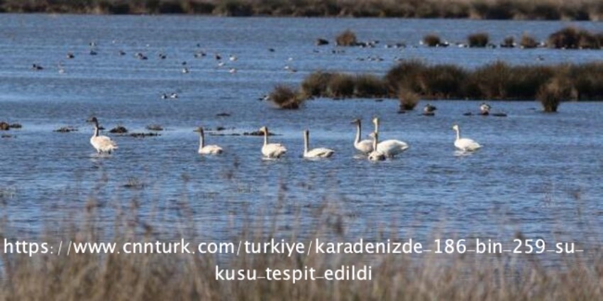 karadeniz\de-186-bin-259-su-kusu-tespit-edildi