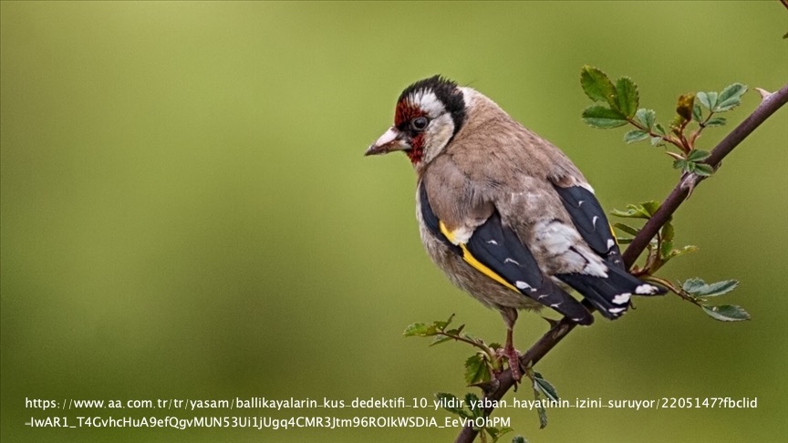 ballikayalarin-kus-dedektifi-on-yildir-yaban-hayatinin-izini-suruyor