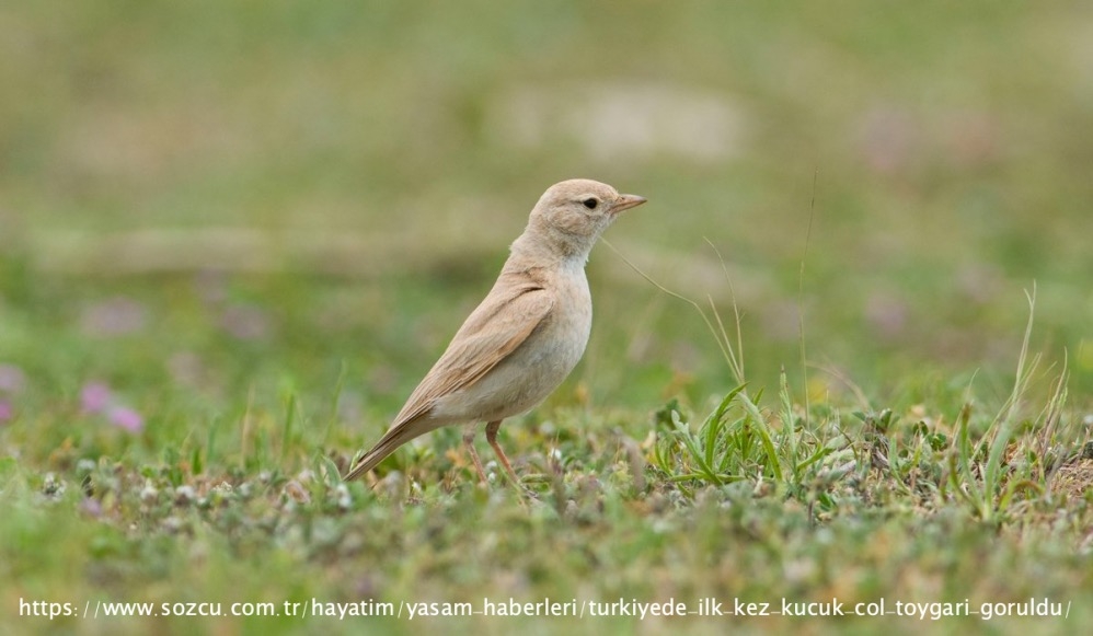 turkiyede-ilk-kez-kucuk-col-toygari-goruldu