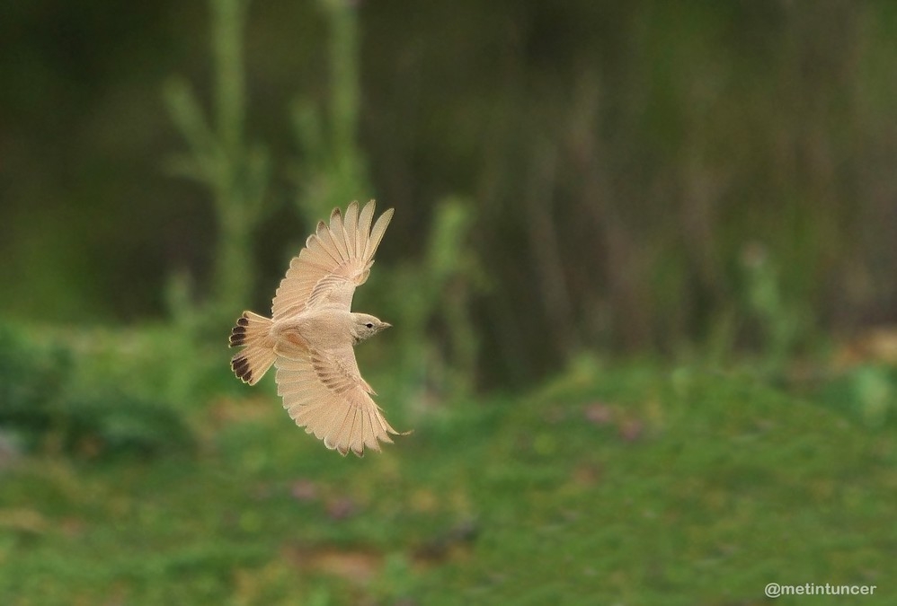 8-mayis-kuresel-buyuk-gunde-rekorlar-kirildi!