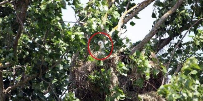 istanbul\da-sah-kartal-yavrusu-yuvadan-calindi