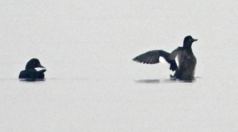 altinova-hersek-lagunu-kus-otelinde-kus-tur-sayisi-239a-citi----kadife-ordek-kus-otelinde