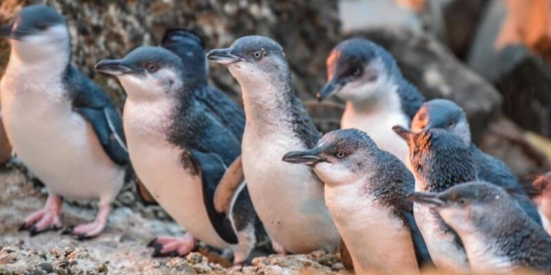 okyanus-sicakligina-bagli-besin-yetersizliginden-yuzlerce-bebek-penguen-oldu