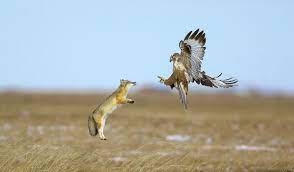 2022-yilin-kus-fotografcisi-yarismasi\nin-finalistleri