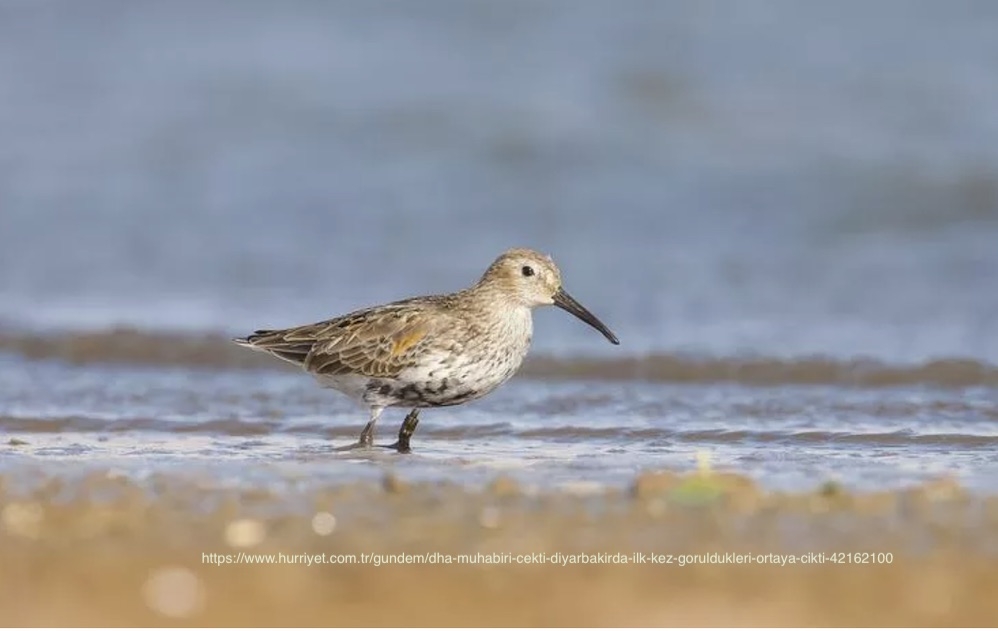 dha-muhabiri-cekti-diyarbakirda-ilk-kez-goruldukleri-ortaya-cikti