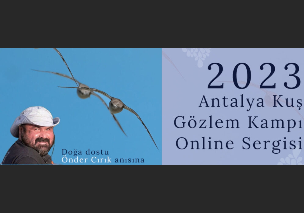 2023-antalya-kus-gozlem-kampi-online-sergi